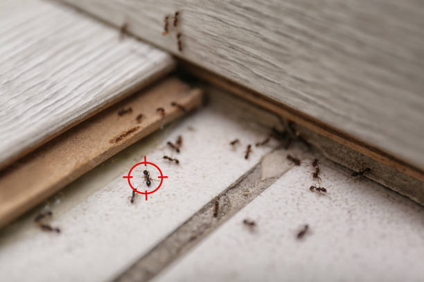 Wasp Removal Services in Metairie, LA