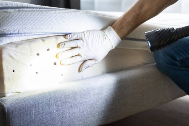 Best Flea Control Services  in Metairie, LA