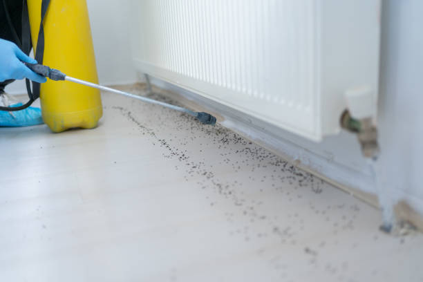 Best Termite Control Services  in Metairie, LA